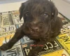 Goldendoodle