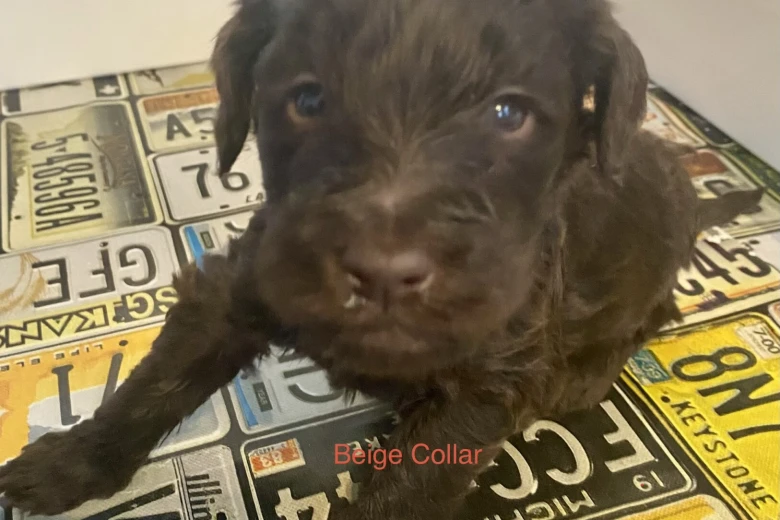Goldendoodle