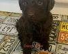 Goldendoodle
