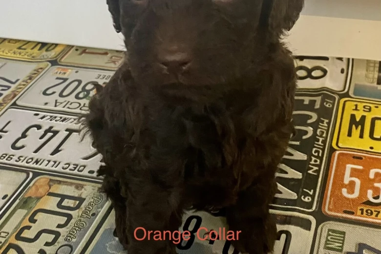 Goldendoodle