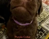 Goldendoodle
