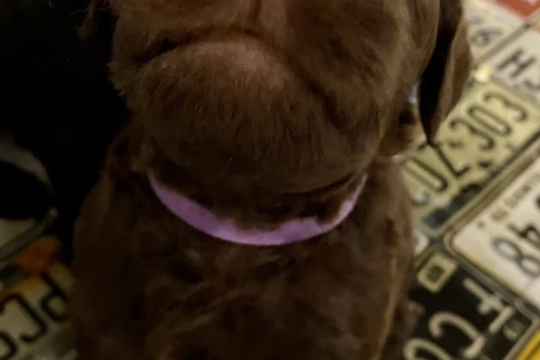 Goldendoodle