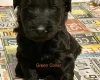 Goldendoodle