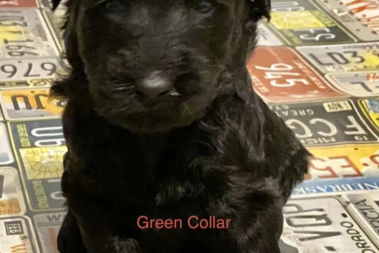 Goldendoodle