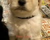 Goldendoodle