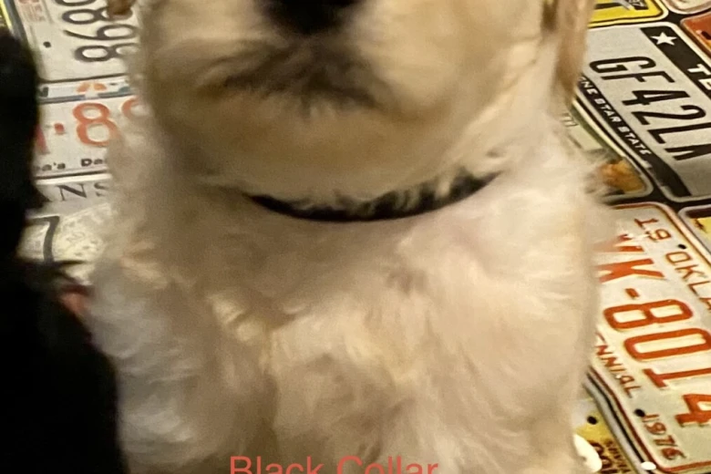 Goldendoodle