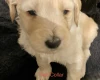 Goldendoodle