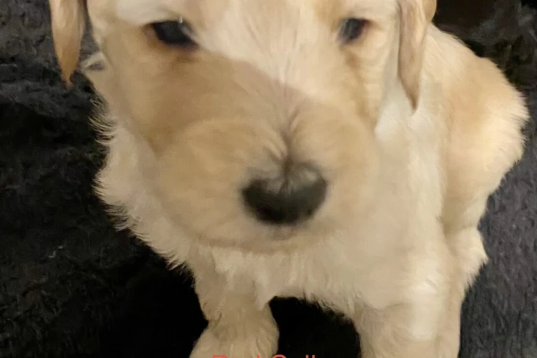 Goldendoodle