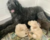 Goldendoodle