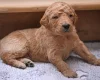 Goldendoodle