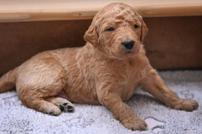 Goldendoodle