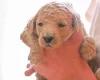 Goldendoodle