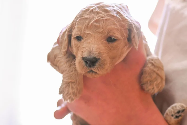 Goldendoodle
