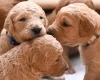 Goldendoodle