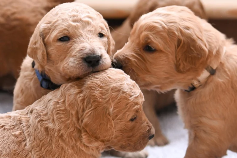 Goldendoodle