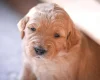 Goldendoodle