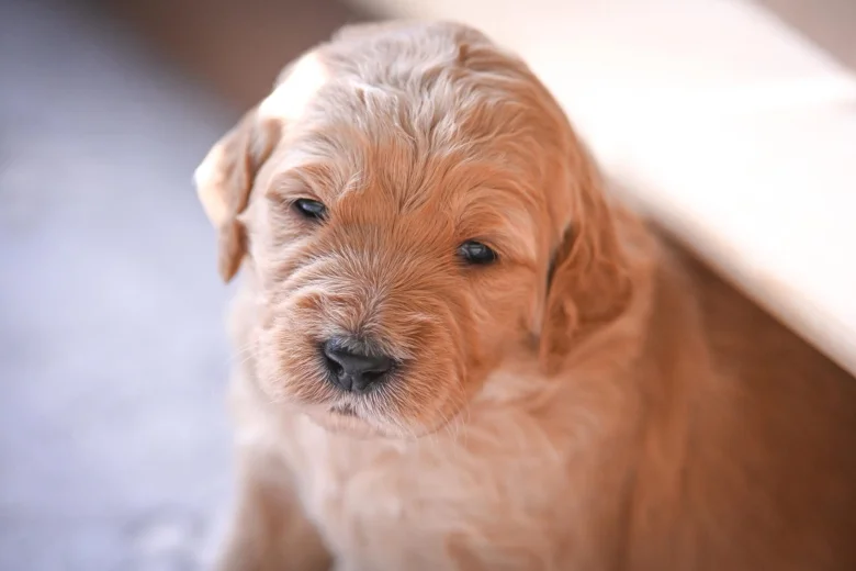 Goldendoodle