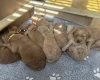 Goldendoodle
