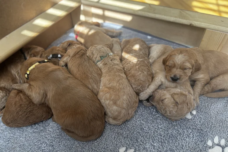 Goldendoodle
