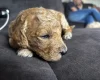Goldendoodle