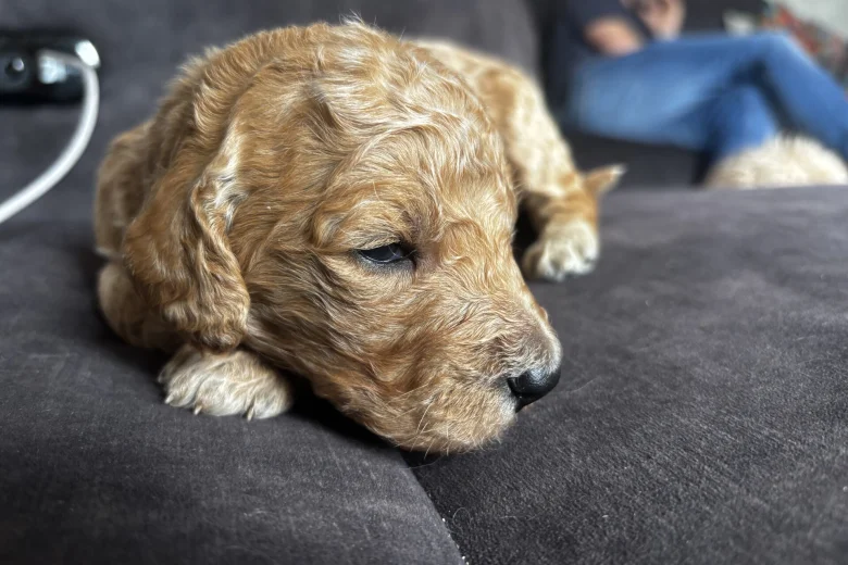 Goldendoodle