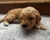 Goldendoodle