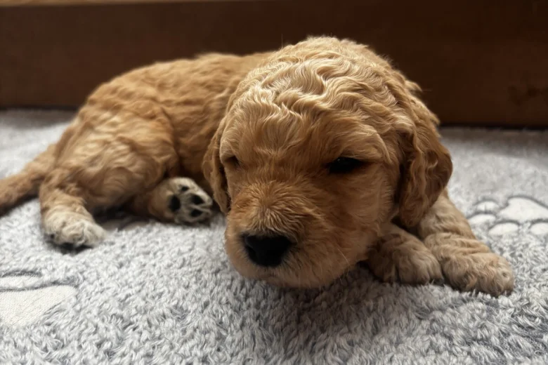 Goldendoodle