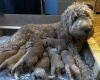 Goldendoodle