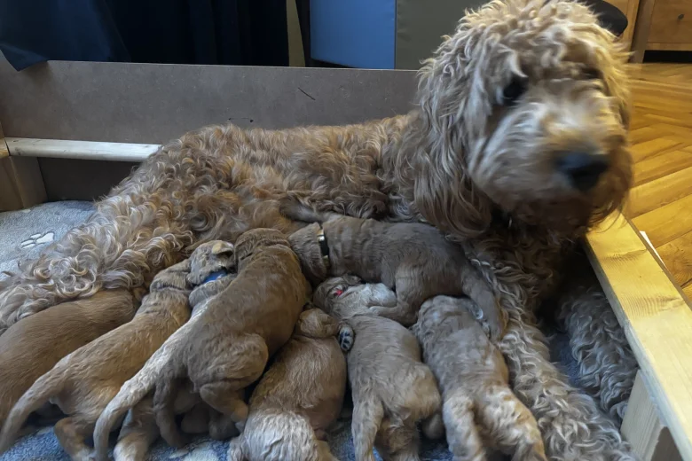 Goldendoodle