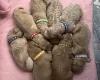 Goldendoodle