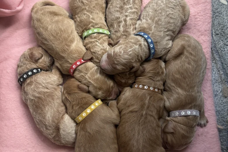 Goldendoodle