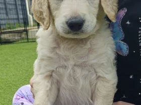 Goldendoodle