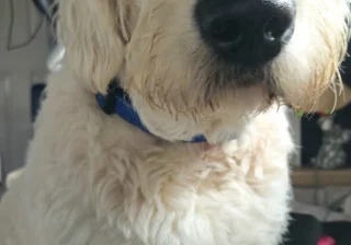 Stud