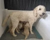 Goldendoodle