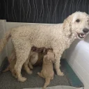 Goldendoodle