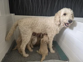 Goldendoodle