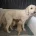 Goldendoodle
