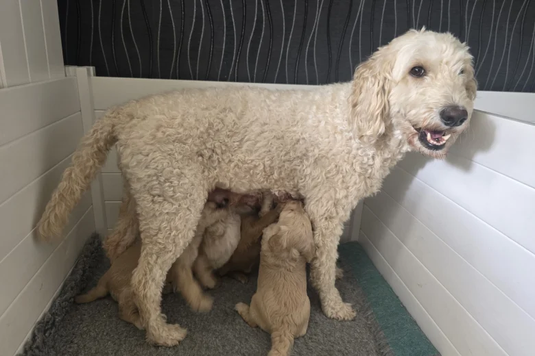 Goldendoodle