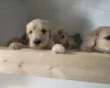 Goldendoodle