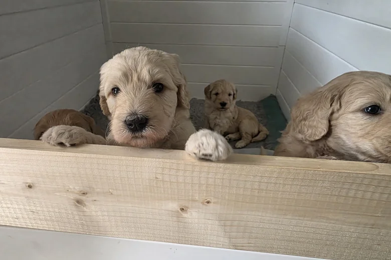 Goldendoodle