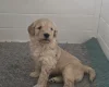 Goldendoodle