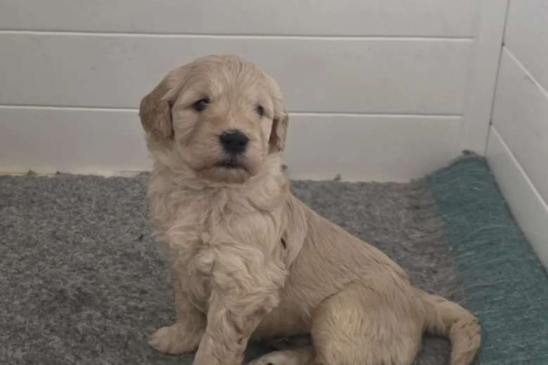 Goldendoodle