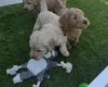 Goldendoodle
