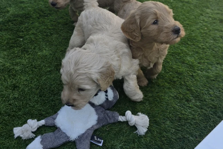 Goldendoodle