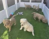 Goldendoodle