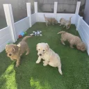 Goldendoodle