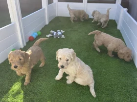Goldendoodle