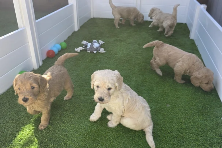 Goldendoodle