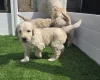 Goldendoodle