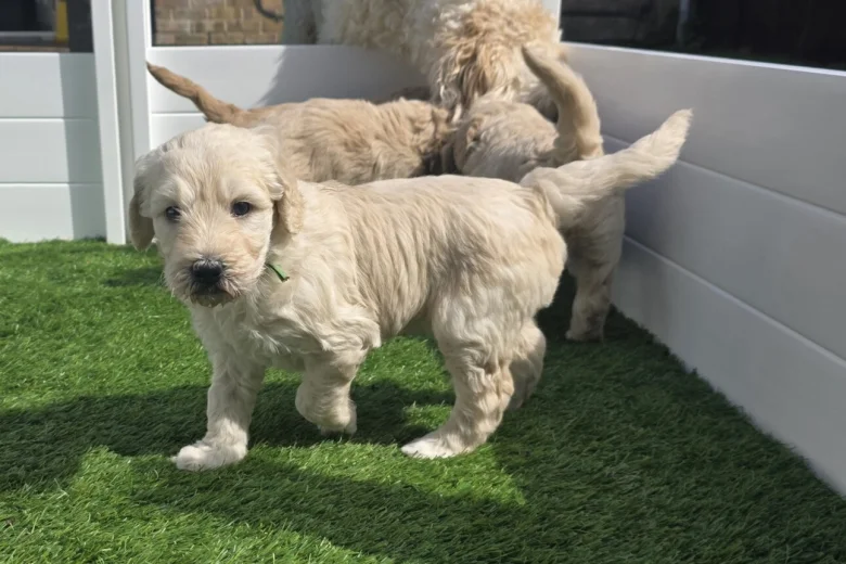 Goldendoodle